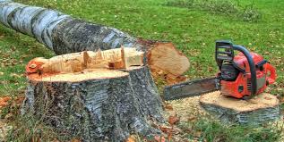 Best Stump Grinding and Removal  in Oakley, UT