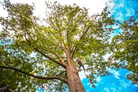 Best Tree Risk Assessment  in Oakley, UT