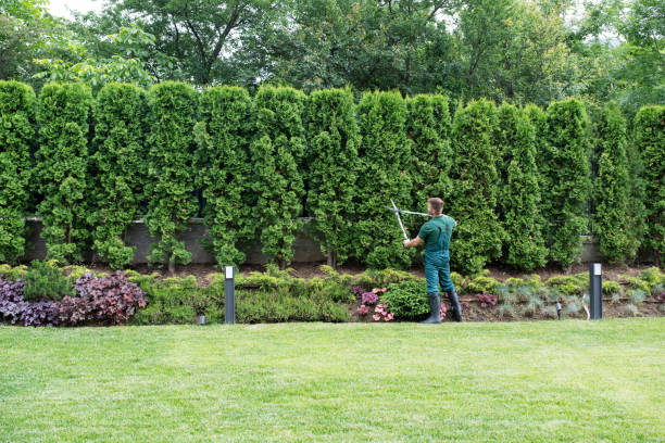Best Lawn Dethatching  in Oakley, UT