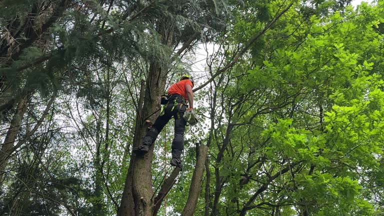 Best Tree Mulching  in Oakley, UT