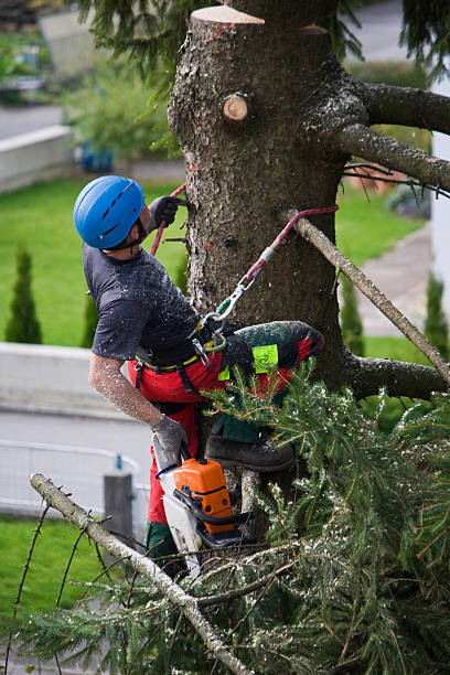 Best Tree Removal  in Oakley, UT