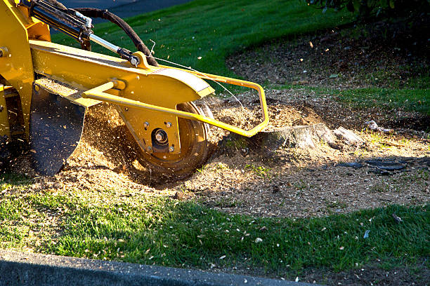 Best Seasonal Cleanup (Spring/Fall)  in Oakley, UT