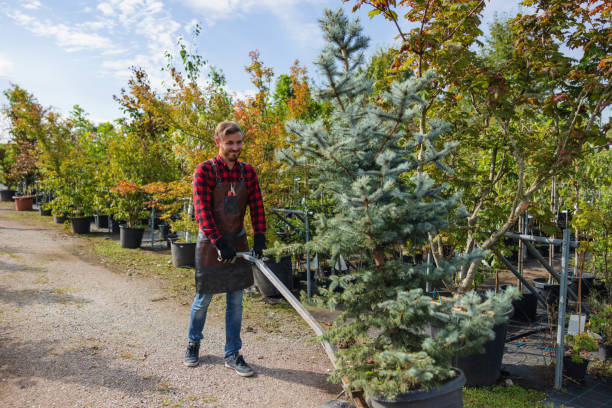 Best Root Management and Removal  in Oakley, UT