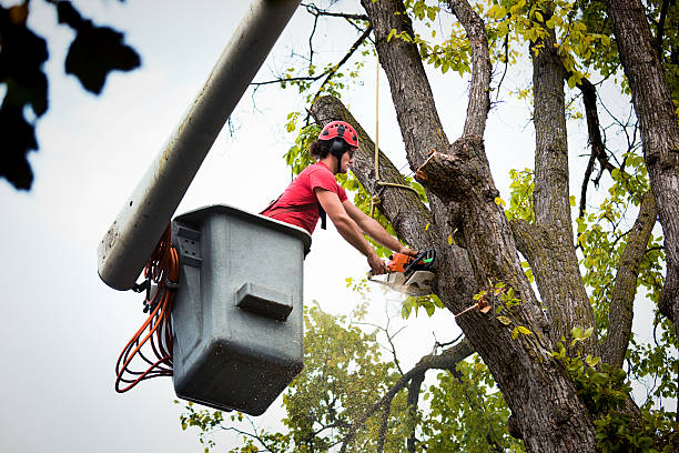 How Our Tree Care Process Works  in  Oakley, UT